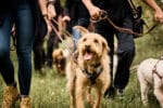 MARKUS DIETZE, DIETZEFOTOGRAFIE, PASSION TRÜFFEL, TRÜFFELSUCHE, HUNDETRAINING, TRÜFFELAUSBILDUNG, TRÜFFELJÄGER